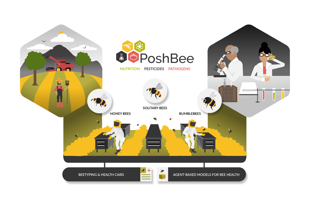 PoshBee's structure