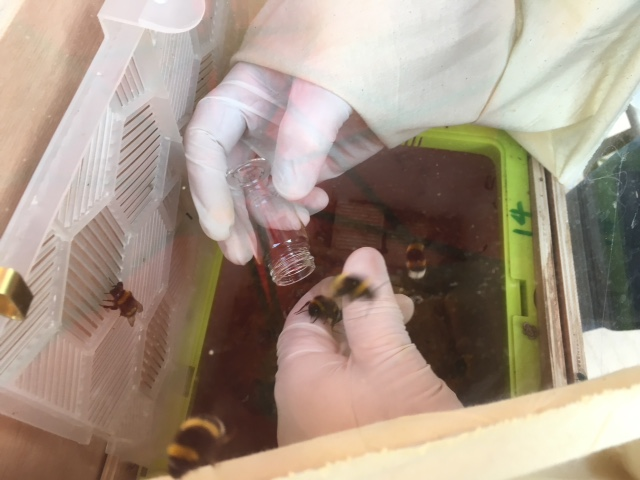 Bee handling box