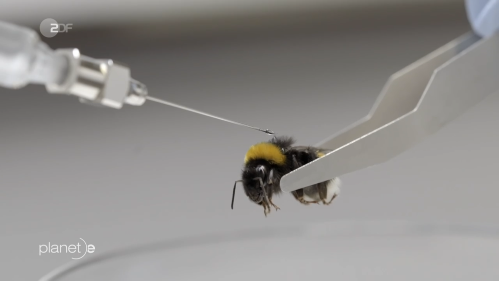 Sampling a bee