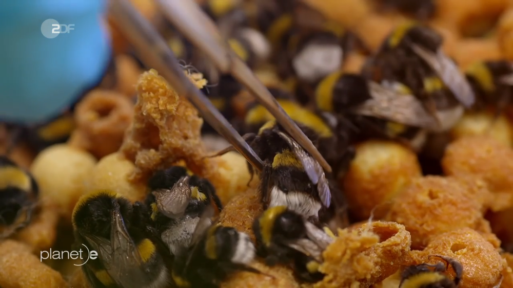 Bees
