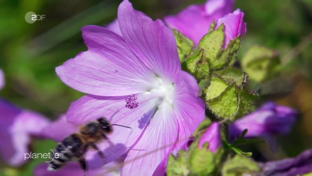 A bee on a flower
