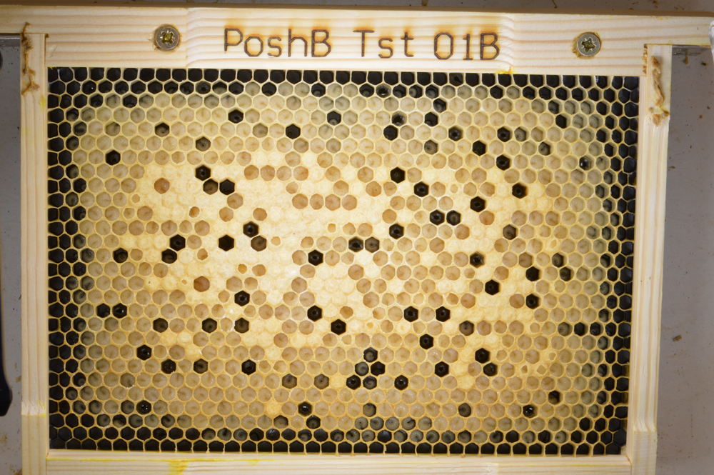 A honeybee brood