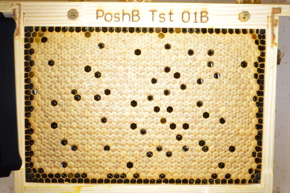 A honeybee brood