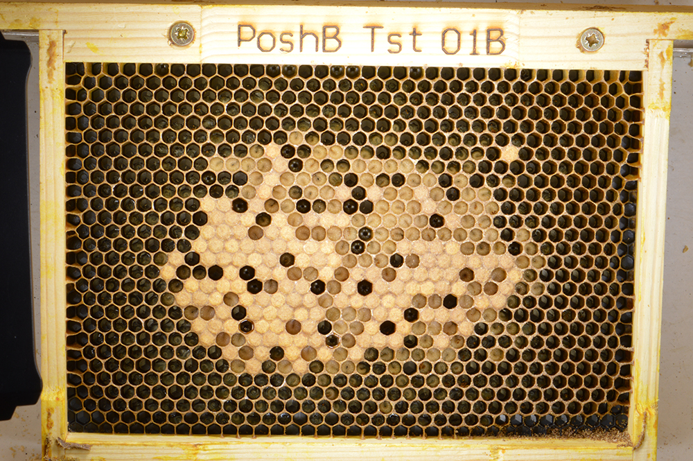 A honeybee brood