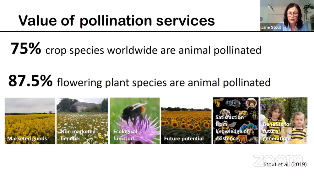 Value of pollination services