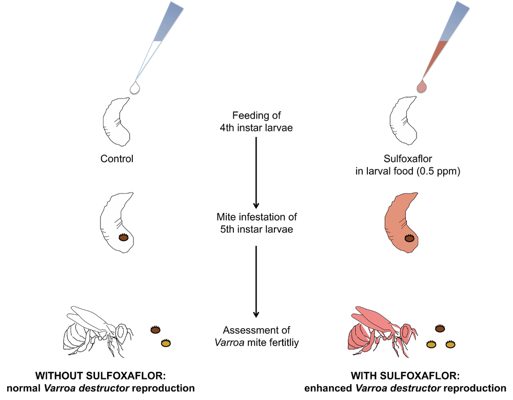 Sulfoxaflor can benefit Varroa destructor and might interact with a commonly used acaricide