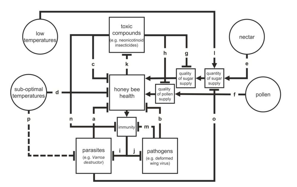 The health of honey bees as influenced by multiple factors and their effects.