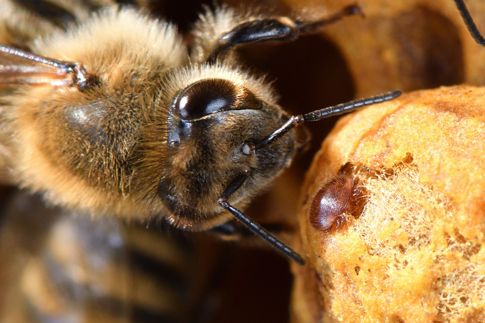 Honeybee