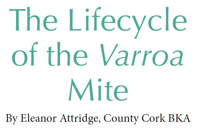 Essay by Eleanor Attridge, published in BBKA News.