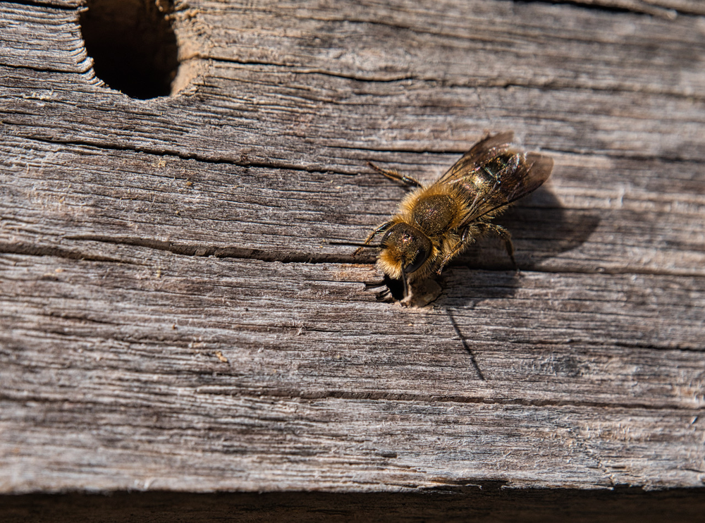 Osmia brevicornis
