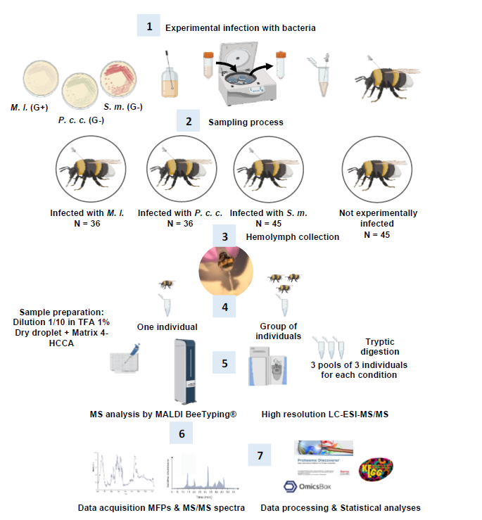 Omics workflow (seven steps from experimental infection to data processing) applied to Bombus terrestris.