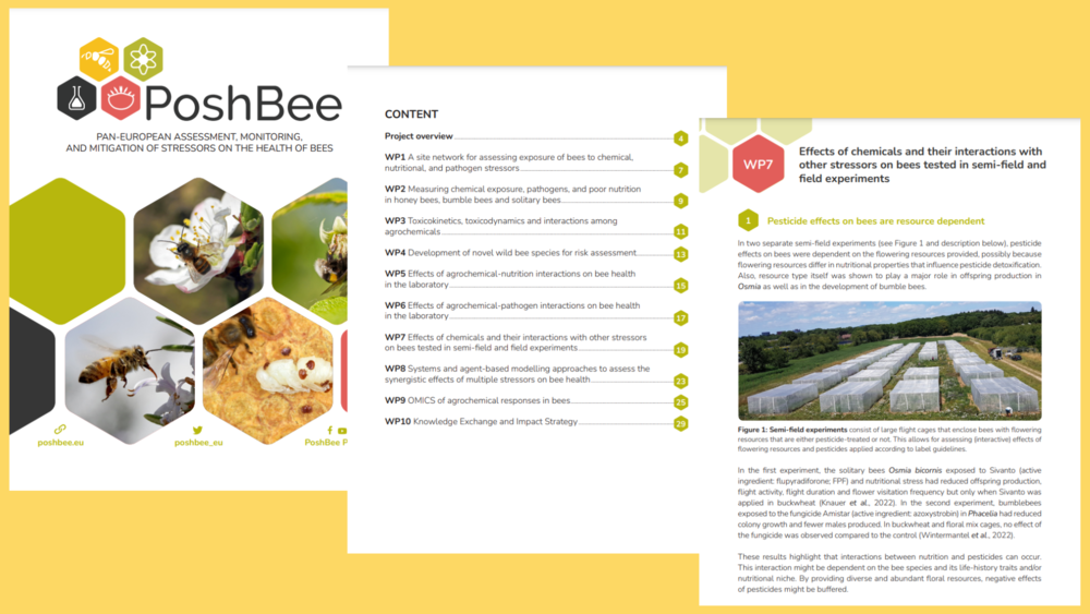 PoshBee's Legacy brochure