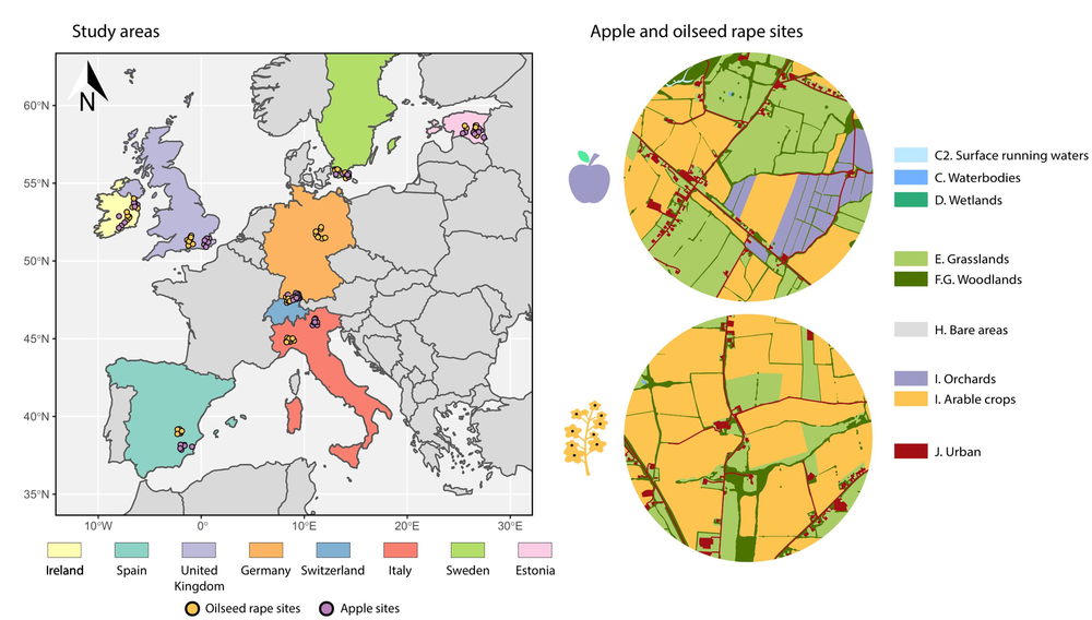 (A) Location of the 128 sites – oilseed rape sites (orange dots) and apple sites (purple dots) across the eight countries. (B) Examples of mapping land cover features within 1-km radius buffers around apple and oilseed rape sites.