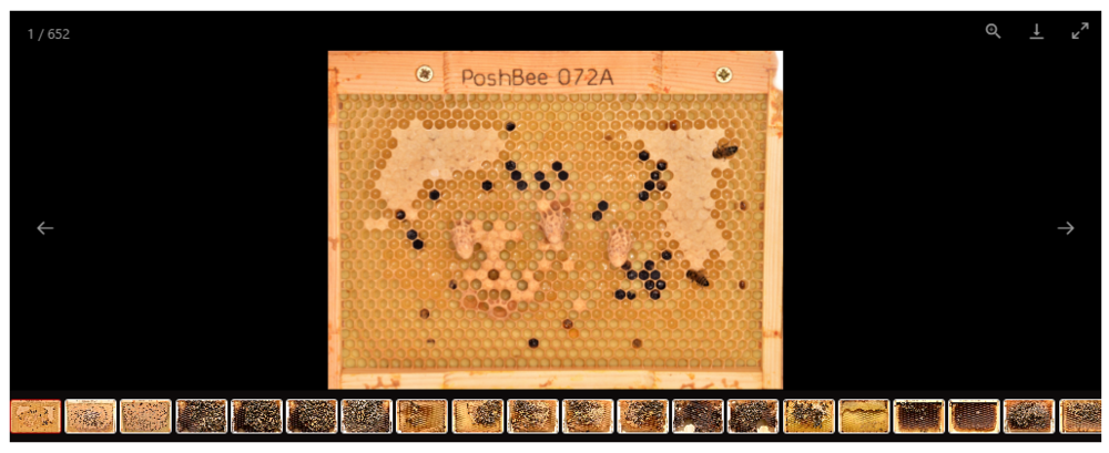 Photo Archive for Evaluation of Honeybee Colony Populations in Field and Semi-Field Studies