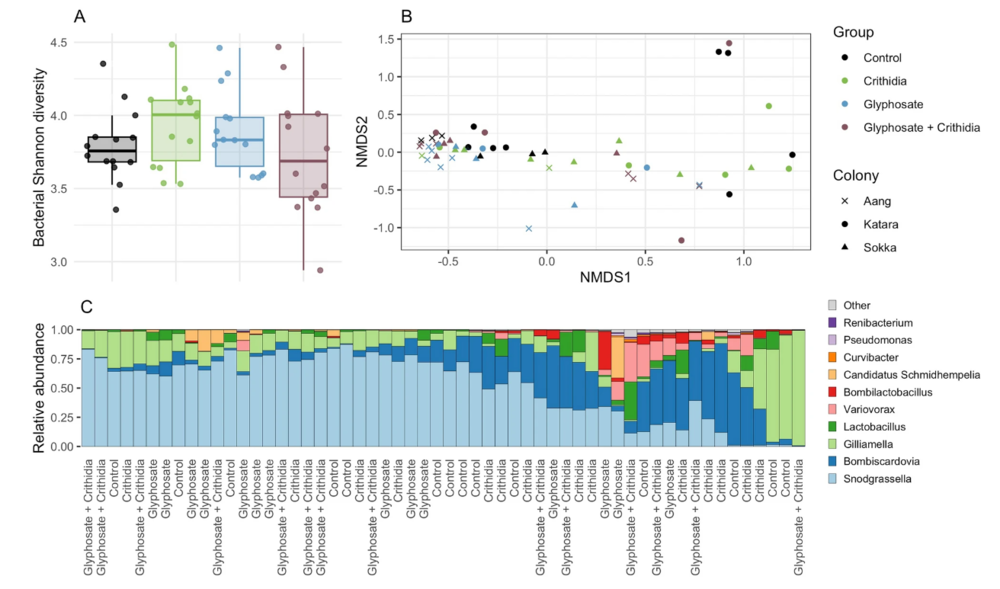 Glyphosate, Crithidia bombi, or their combination have limited effects on bacterial composition of the bumblebee microbiome. (A) Bacterial diversity was evaluated by 16S rRNA amplicon sequencing. (B) Clustering of non-metric multi-dimensional scaling (NMDS) plots of Bray–Curtis dissimilarities. (C) Gut microbiome composition at the genus level.
